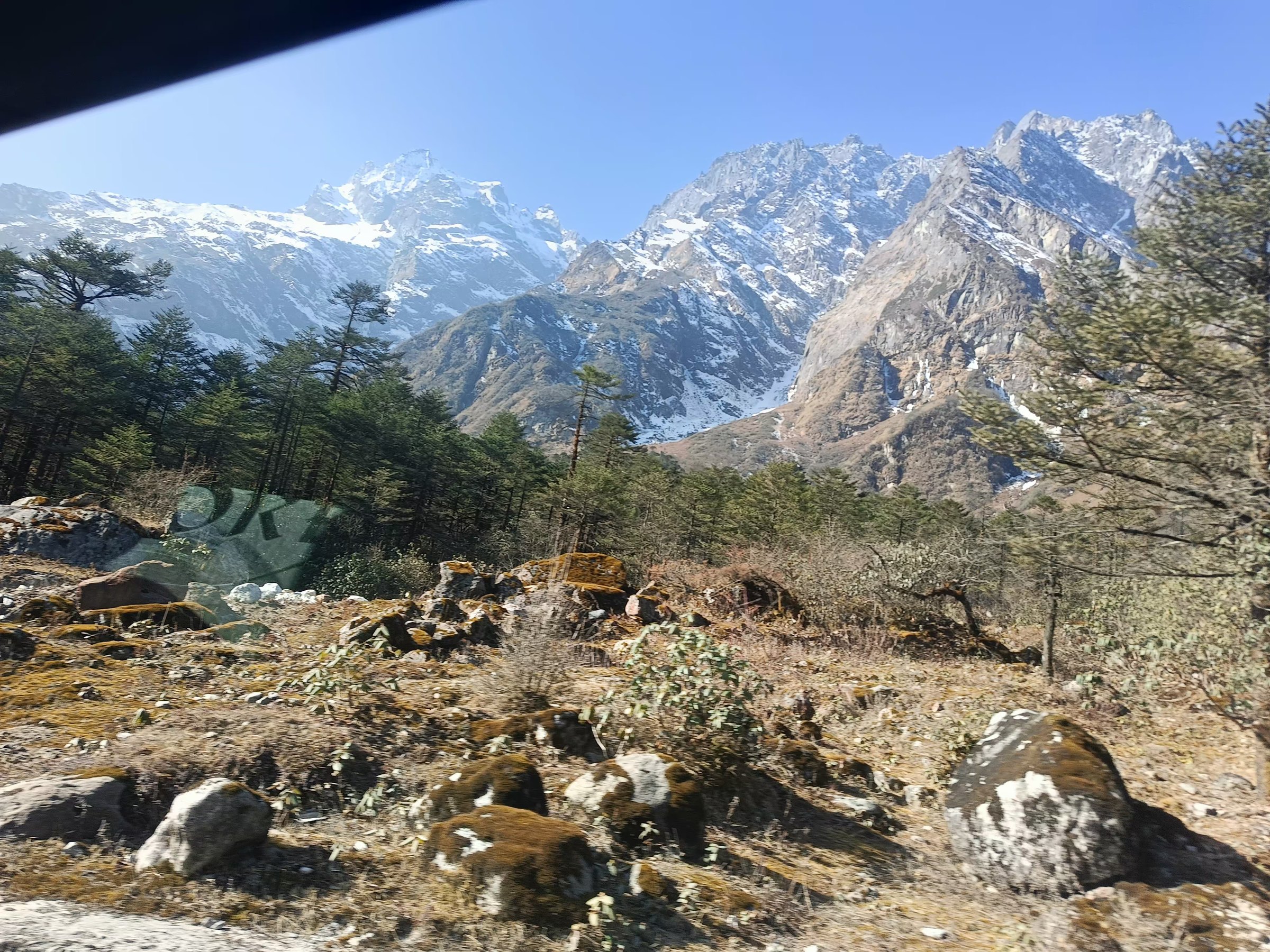 Snow-lined mountain peaks rising beyond a pine forest in Sikkim
